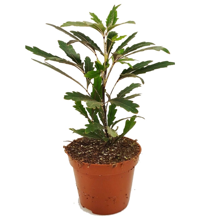 Dizygotéka MIX květináč 12cm-1