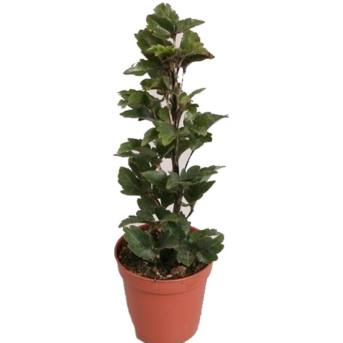 Dizygotéka MIX květináč 12cm-2