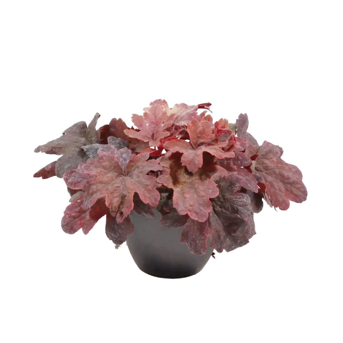 Na slunce - Dlužela Sweet Tea květináč 12cm