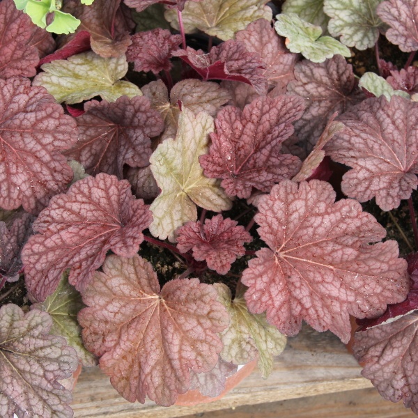 Trvalky - Dlužicha 'Berry Smoothie' 2 litry