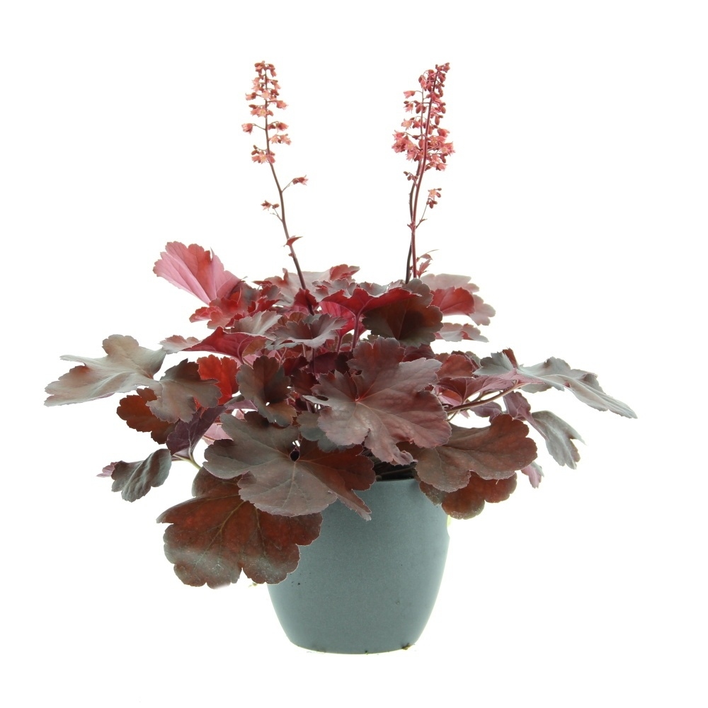 Rostliny - Dlužicha Cherry Cola květináč 12cm