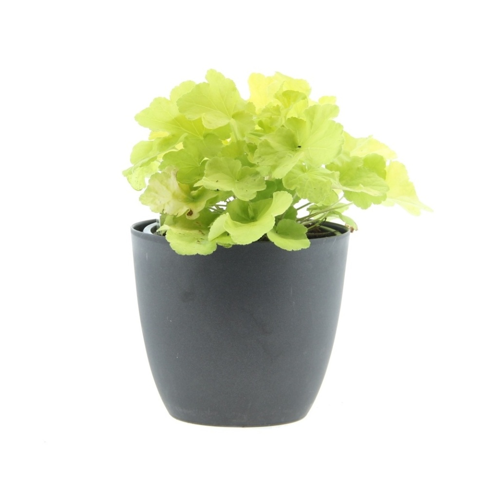 Rostliny - Dlužicha 'Citronelle' květináč 2 litry