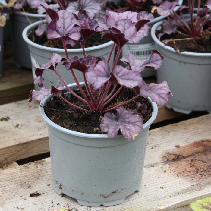 Rostliny - Dlužicha 'Forever Purple' květináč 12cm