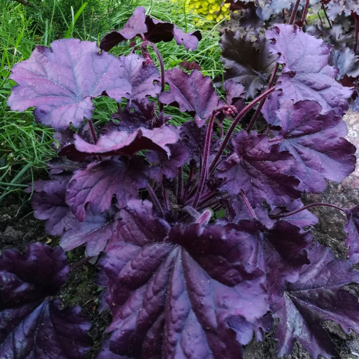 Dlužicha 'Forever Purple' květináč 12cm-0