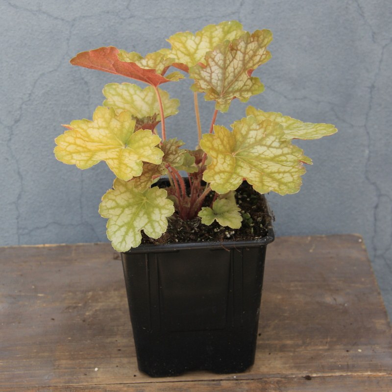 Trvalky - Dlužicha 'Ginger Ale' 11cm