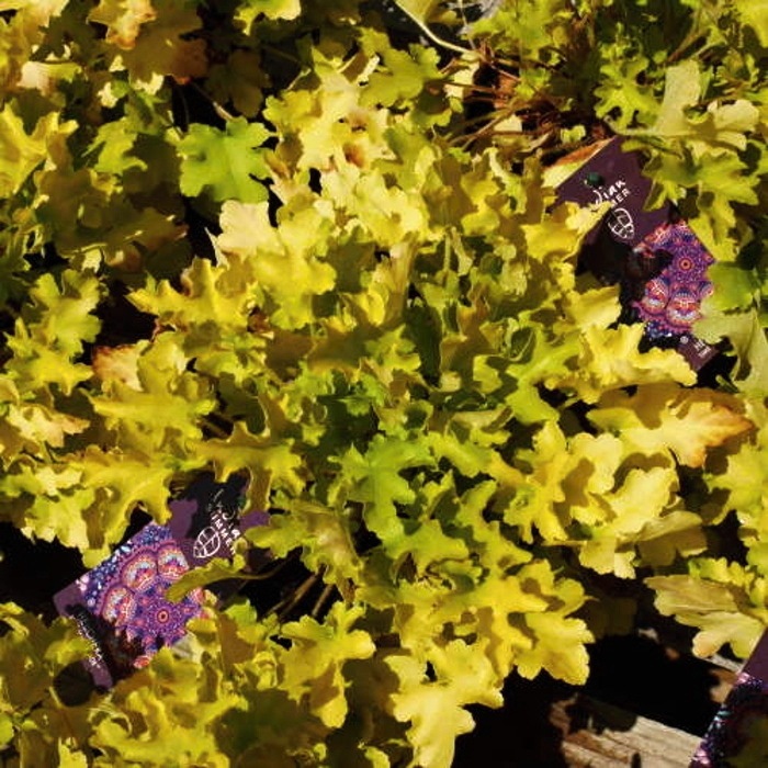 Podzimní rostliny - Dlužicha 'Lime Marmalade' 2 litry