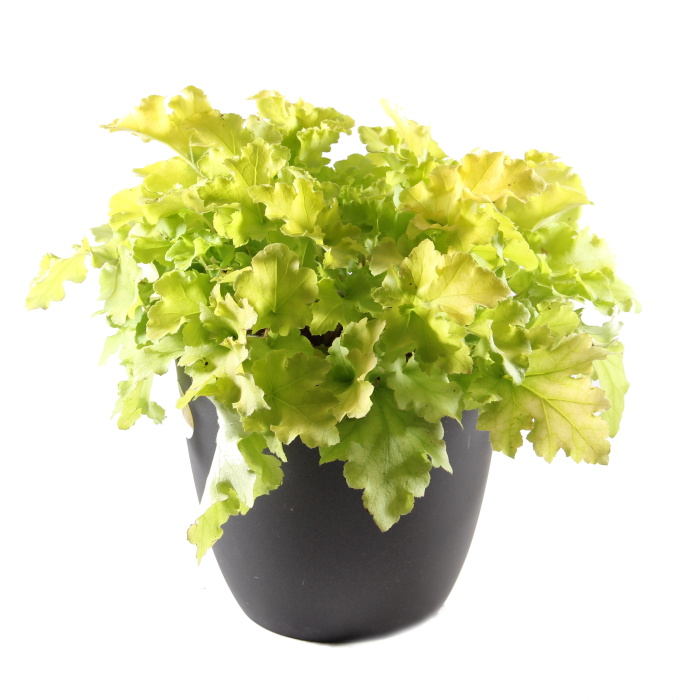 Dlužicha 'Lime Marmalade' 2 litry-0