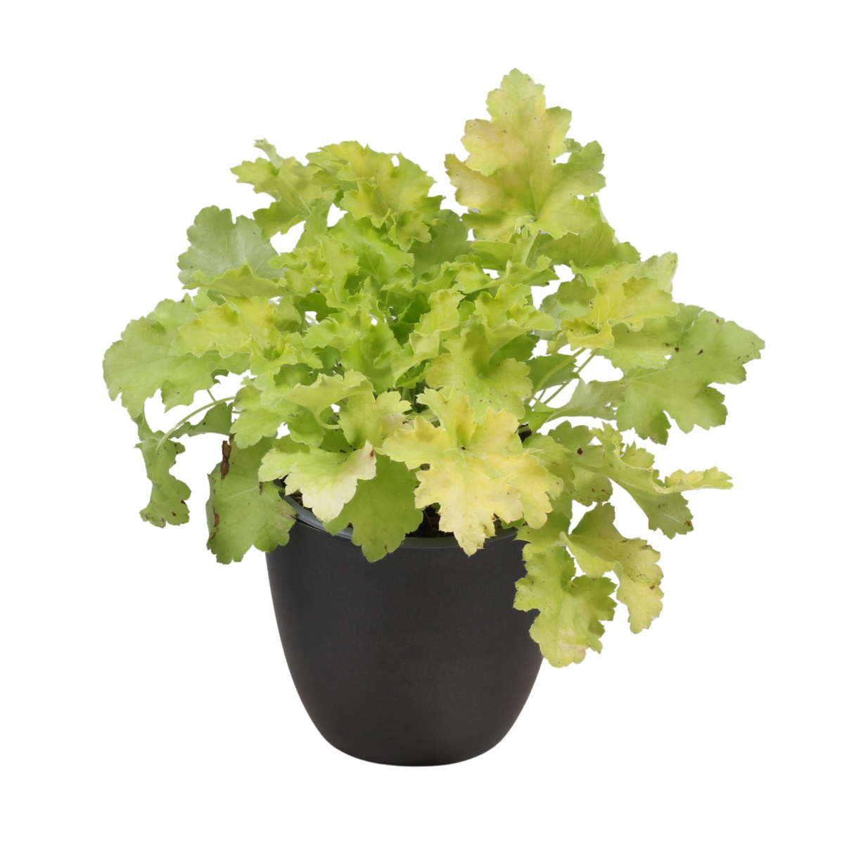 Podzimní rostliny - Dlužicha Lime Rickey květináč 12cm