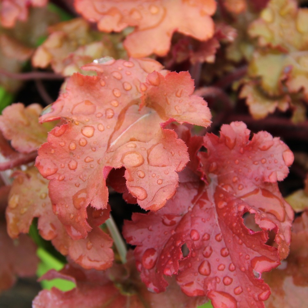 Trvalky - Dlužicha 'Marmalade' 2 litry