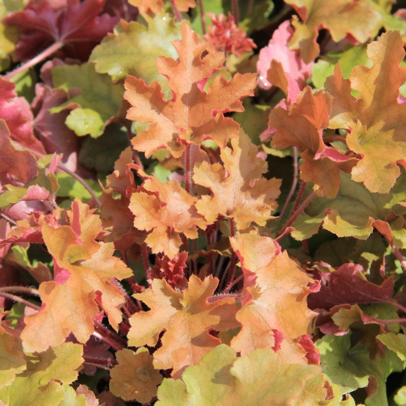 Dlužicha 'Marmalade' 2 litry-0