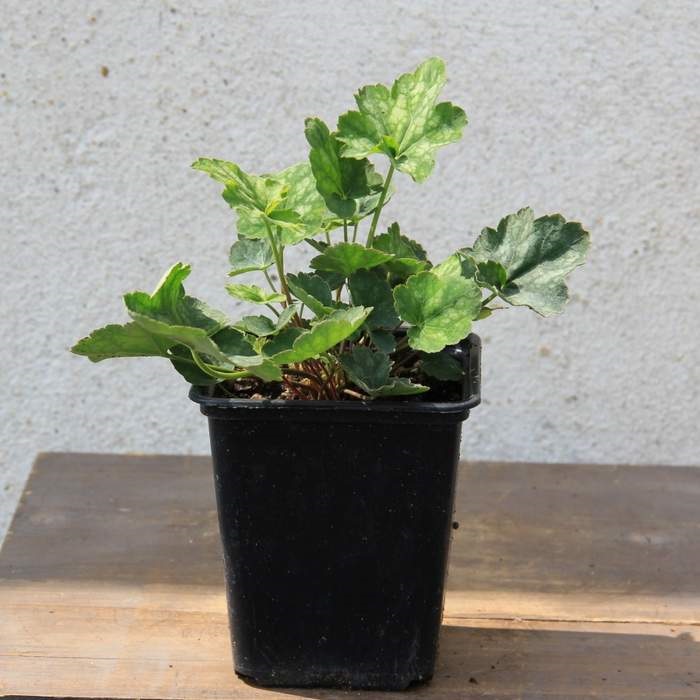 Trvalky - Dlužicha 'Marvellous Marble' 9cm