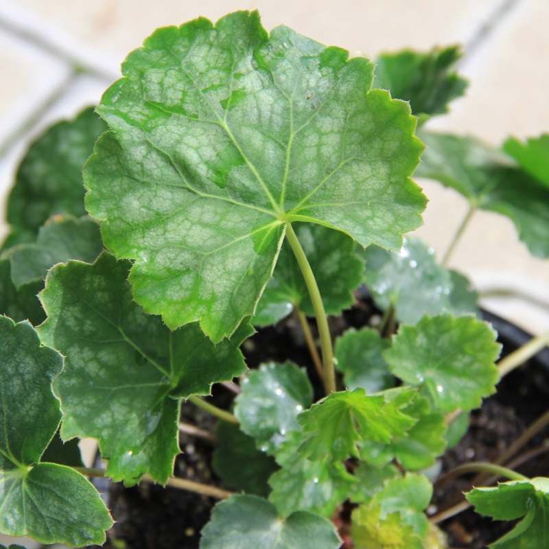 Trvalky - Dlužicha 'Marvelous Marble Silver' 12cm