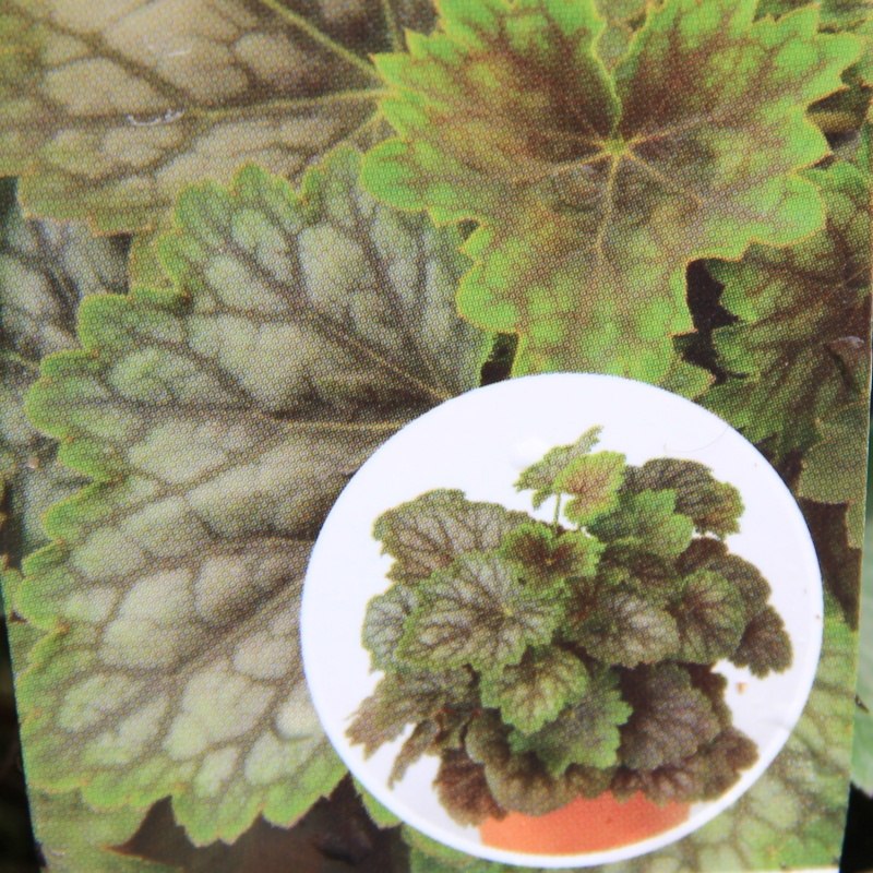 Dlužicha 'Marvelous Marble Silver' 12cm-0