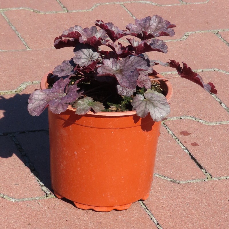 Trvalky - Dlužicha 'Milan' květináč 15cm