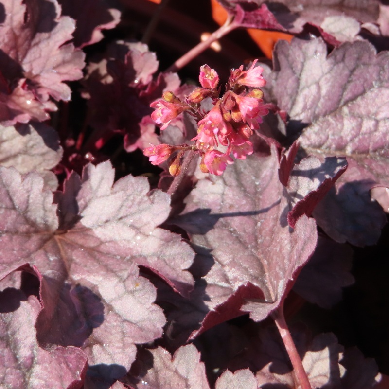 Dlužicha 'Milan' květináč 15cm-0