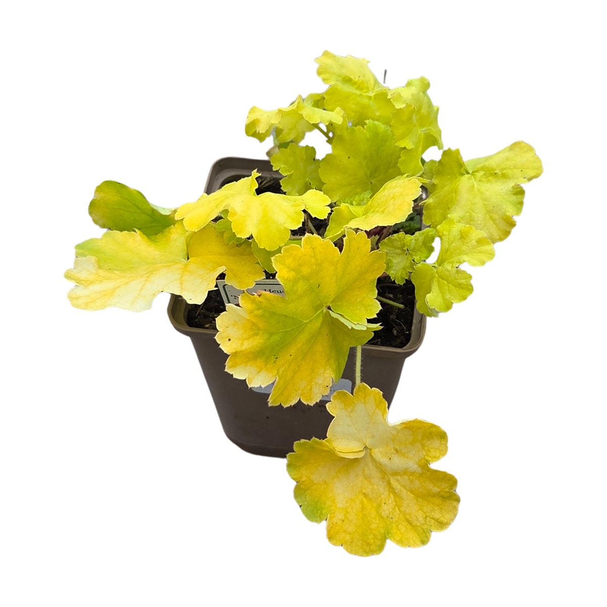 Stínomilné - Dlužicha Northern Exposure Lime květináč 11cm