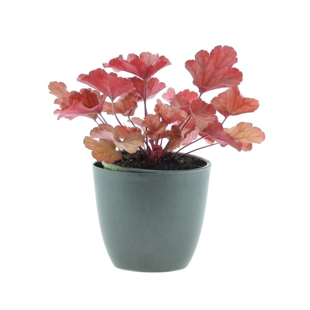 Podzimní rostliny - Dlužicha 'Paprika' květináč 13cm