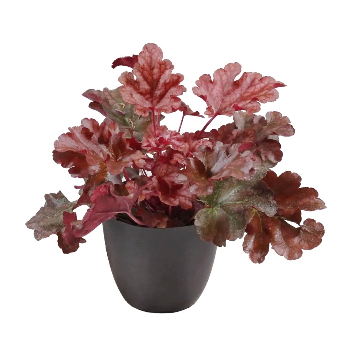 Na slunce - Dlužicha Peach Flambe květináč 12cm