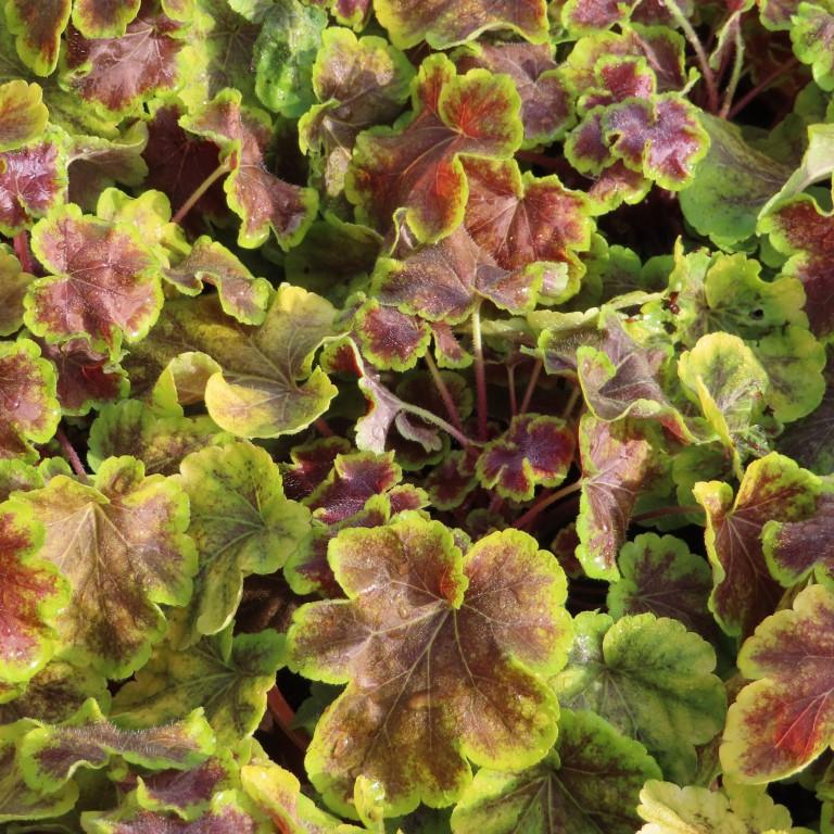 Trvalky - Dlužicha Solar Eclipse 2 litry