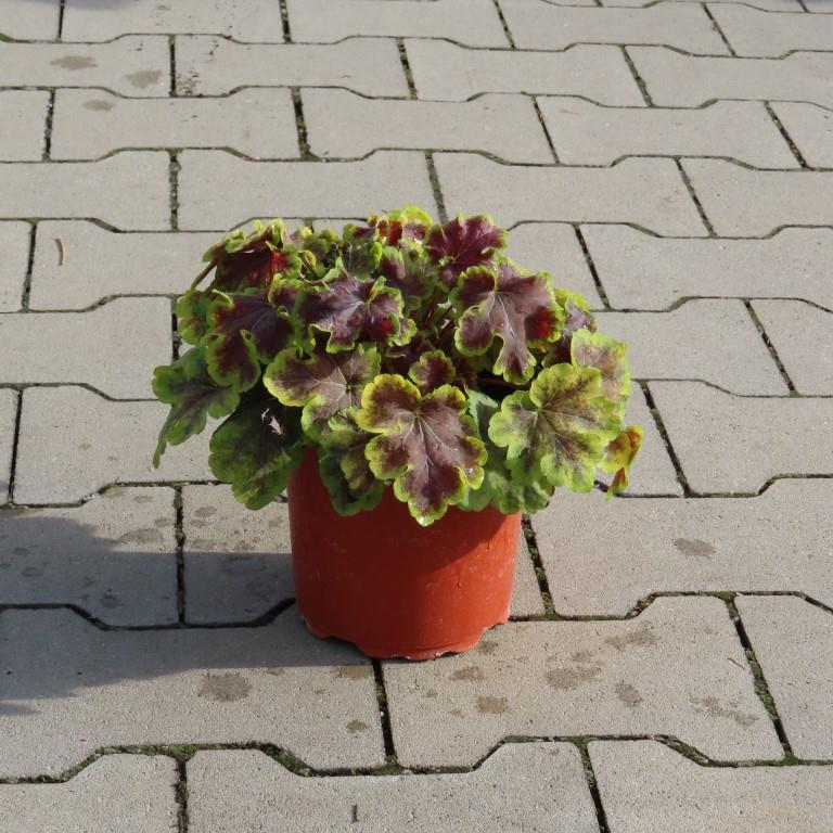 Dlužicha Solar Eclipse 2 litry-0