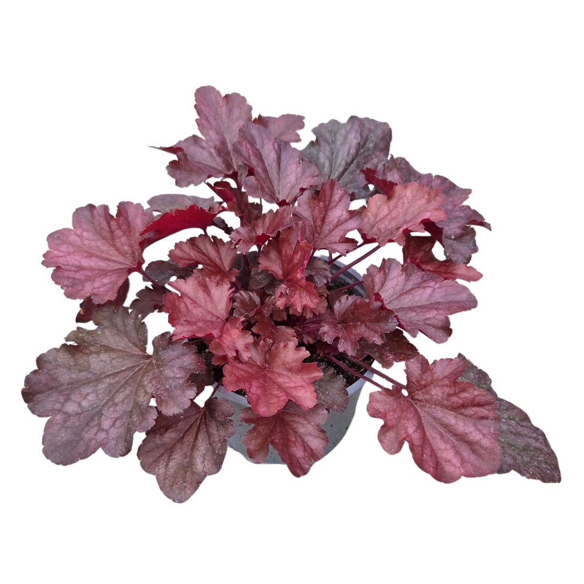 Stínomilné - Dlužicha Toncka Frosted Bronze květináč 12cm