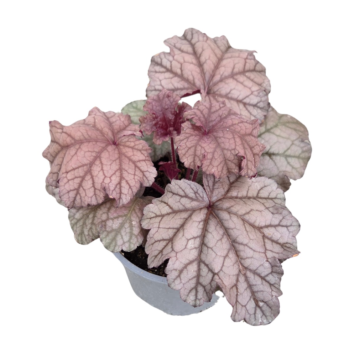 Podzimní rostliny - Dlužicha Toncka Pink Ice květináč 12cm