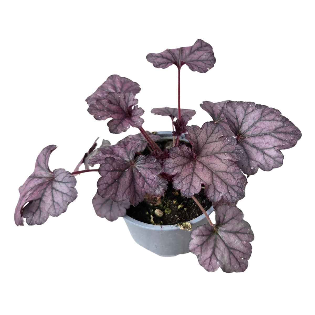 Podzimní rostliny - Dlužicha Toncka Rose on Purple květináč 12cm