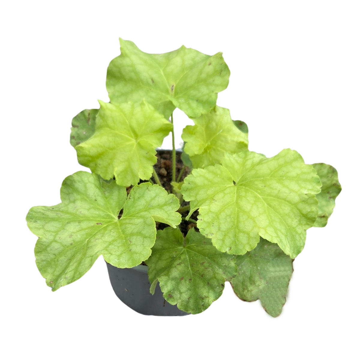 Podzimní rostliny - Dlužicha World Caffé™ Lime Americano květináč 12cm