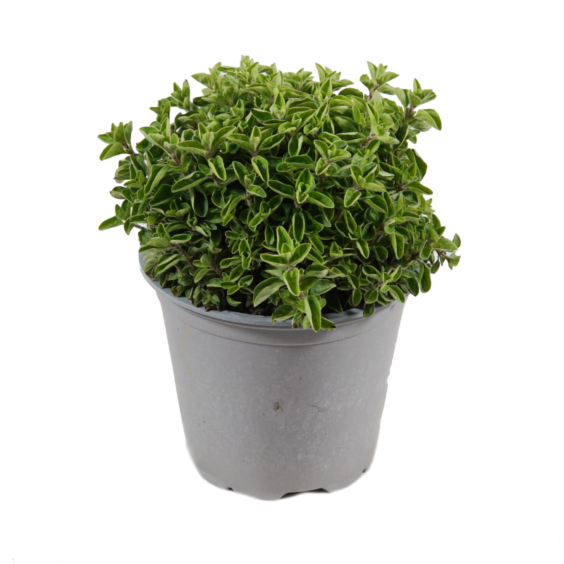 Bylinky - Dobromysl obecná květináč 14cm