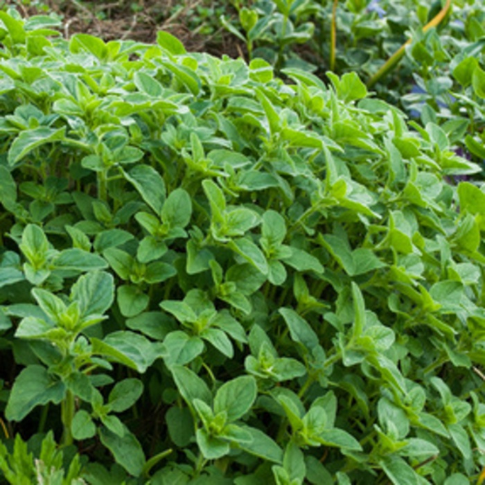 Bylinky - Dobromysl obecná 'Margeritha' květináč 12cm