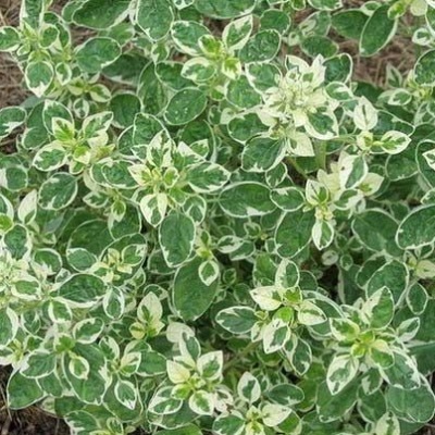 Bylinky - Dobromysl obecná 'Panta' 12cm