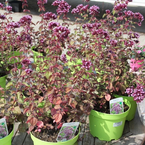 Dobromysl Rosenkuppel 3 litry-0