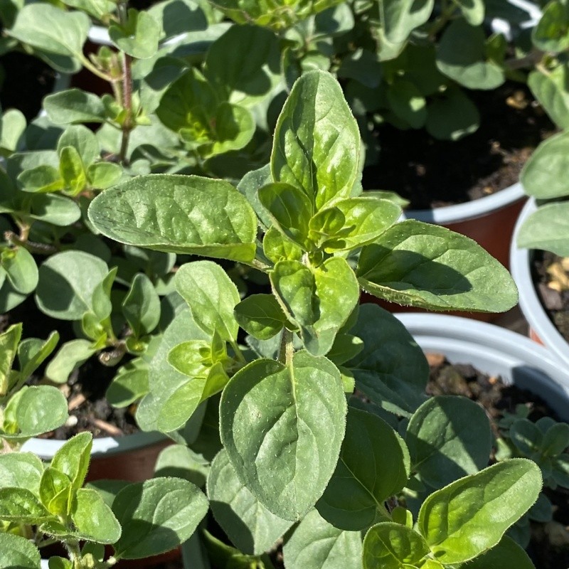 Dobromysl 'Rosenkuppel' květináč 12cm-0