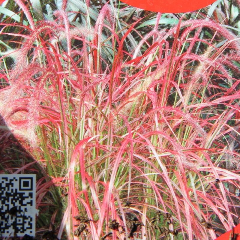 Rostliny - Dochan 'Fireworks' 3 litry