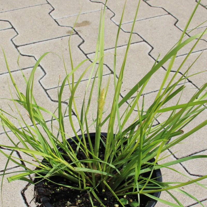 Rostliny - Dochan psárkovitý 'Hameln Gold' 12cm