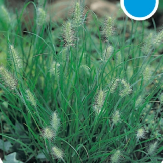 Traviny - Dochan psárkovitý 'Little Bunny' 2 litry