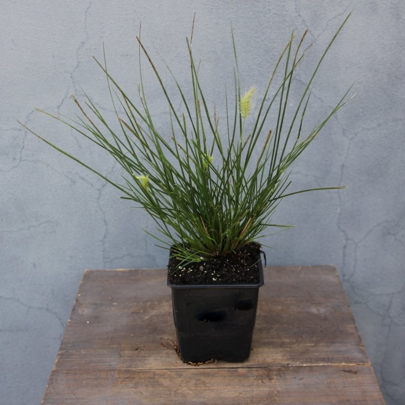 Podzimní rostliny - Dochan psárkovitý 'Little Bunny' 9cm