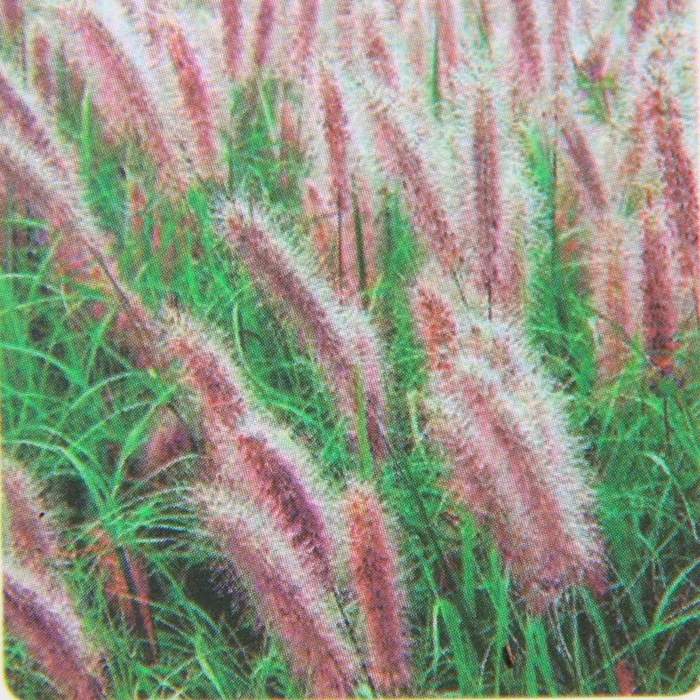 Traviny - Dochan psárkovitý 'Red Head' květináč 2 litry