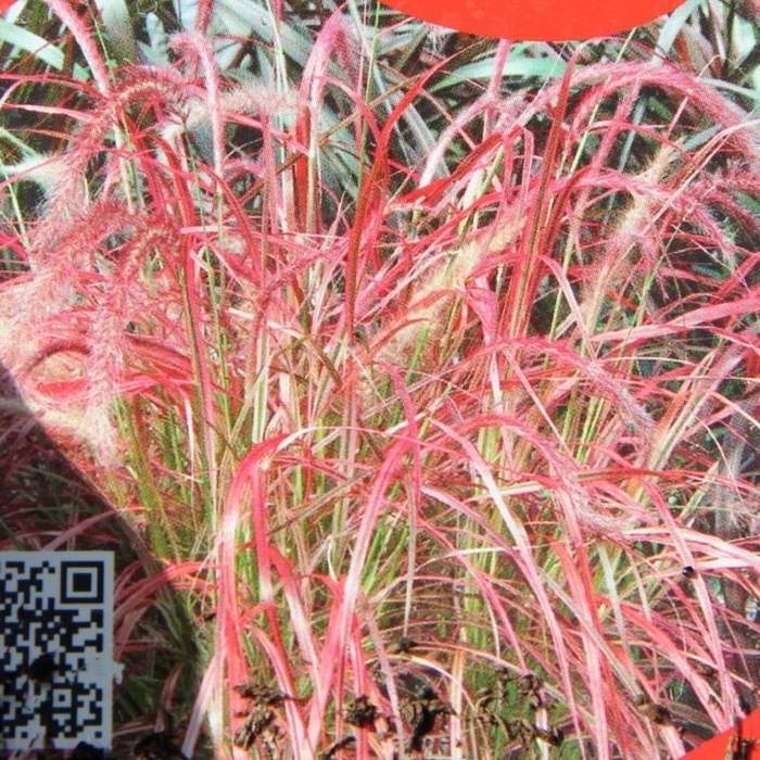 Balkonové květiny - Dochan setý 'Fireworks' květináč 10 litrů