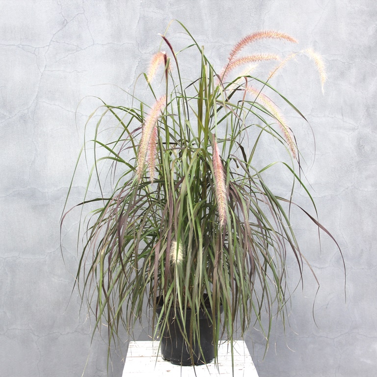 Traviny - Dochan setý Rubrum květináč 3 litry