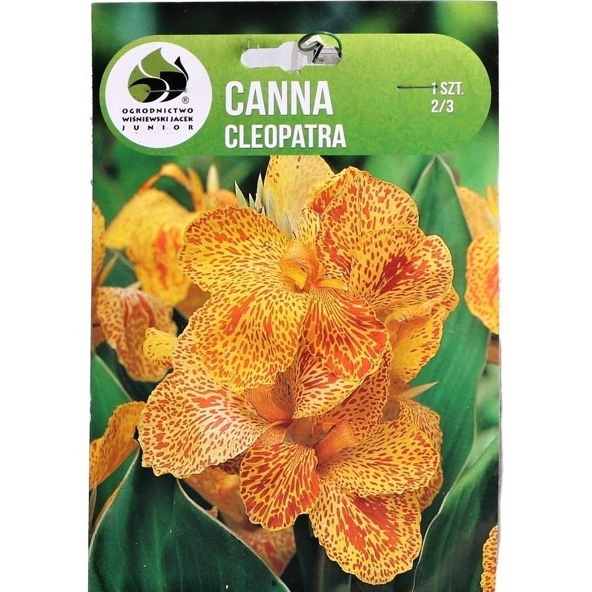 Cibuloviny - Dosna Cleopatra 1ks