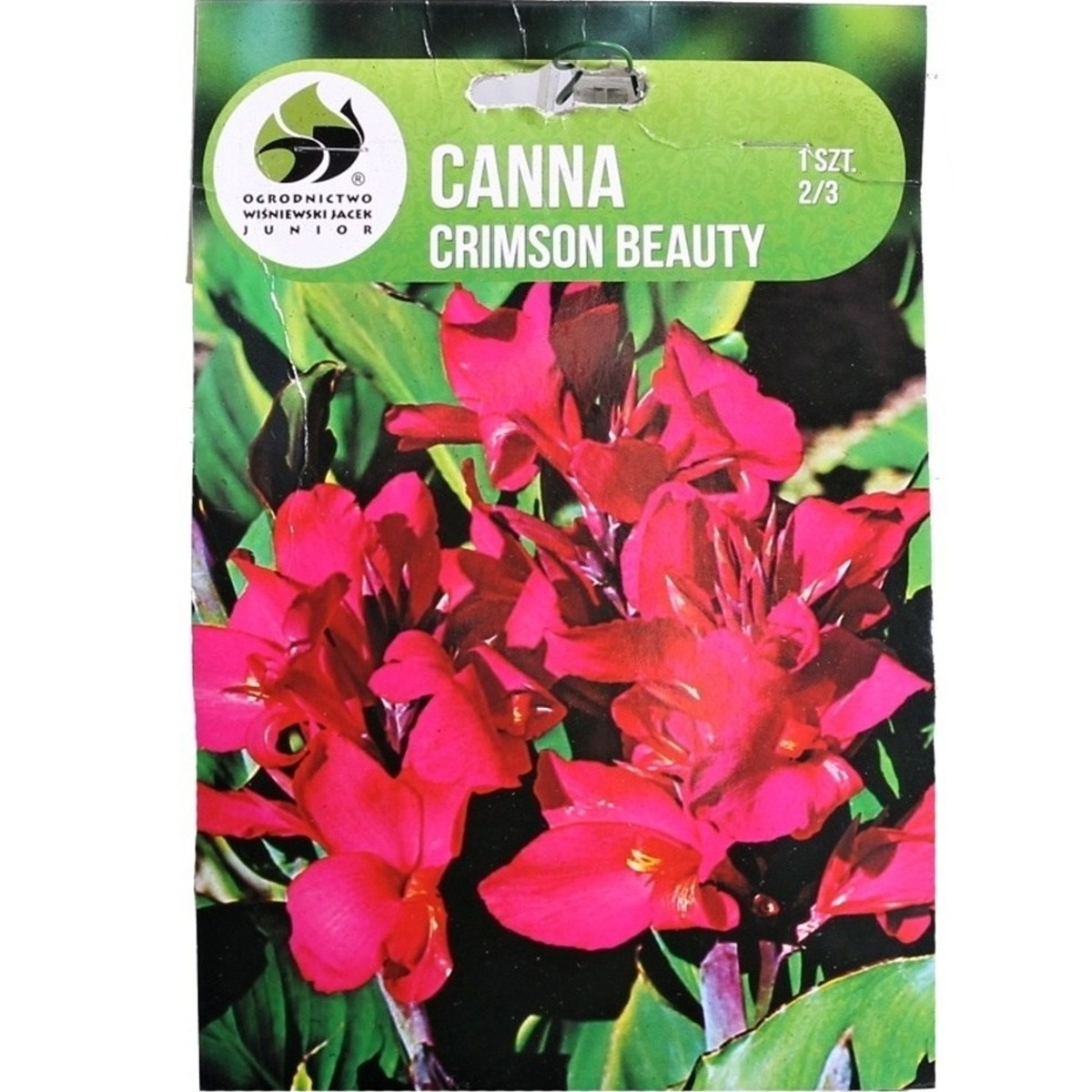 Cibuloviny - Dosna Crimson Beauty 1ks