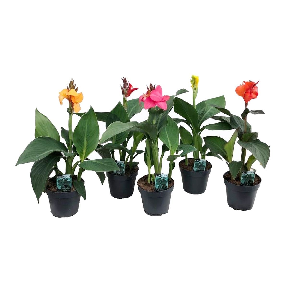 Nádobové květiny - Dosna indická mix, květináč 21cm