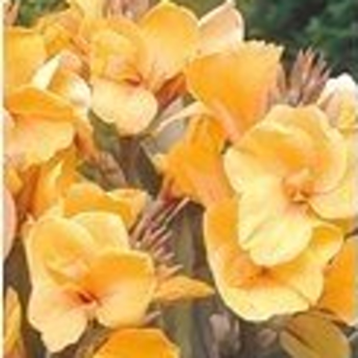 Cibuloviny - Dosna 'Louis Cottin' 1ks