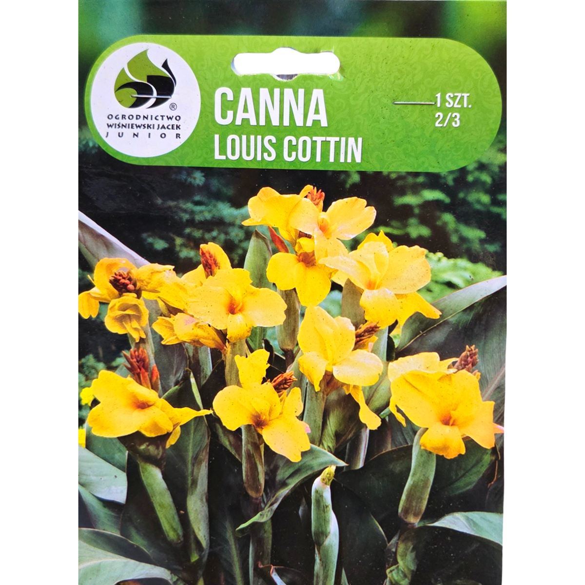 Cibuloviny - Dosna 'Louis Cottin' 1ks