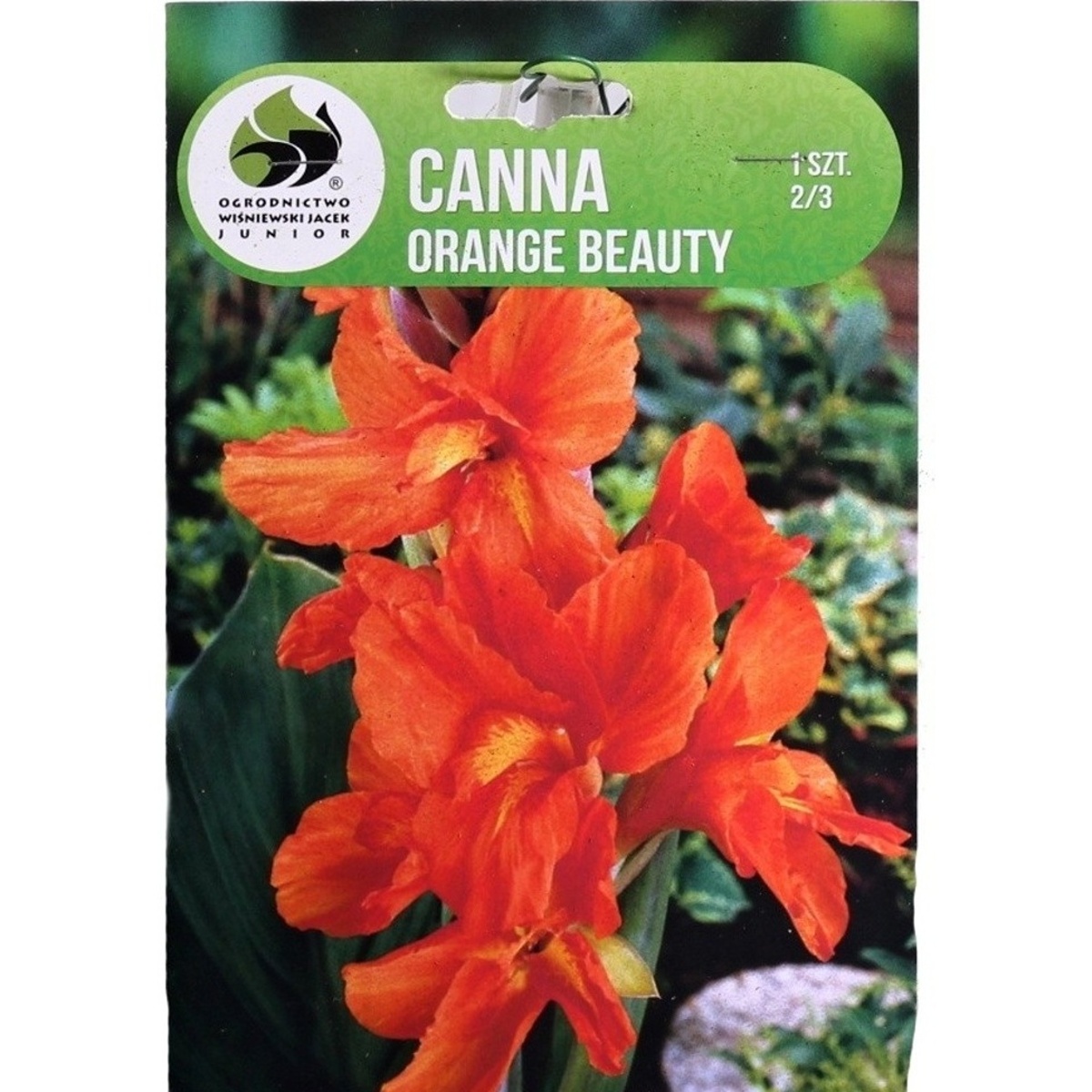 Cibuloviny - Dosna Orange Beauty 1ks