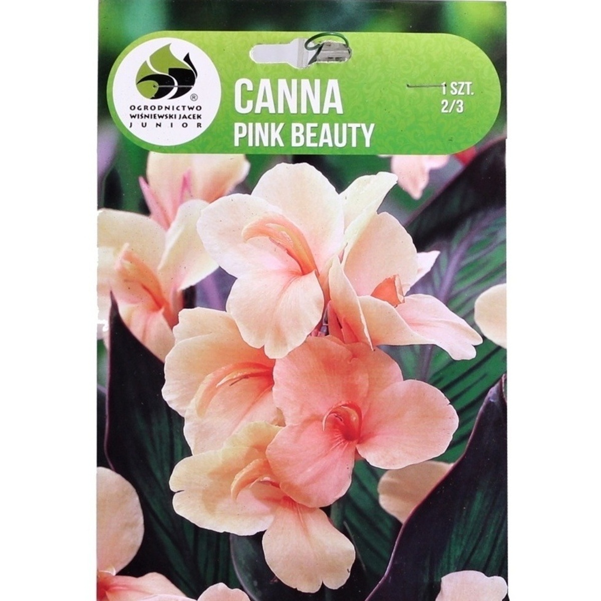 Cibuloviny - Dosna Pink Beauty 1ks