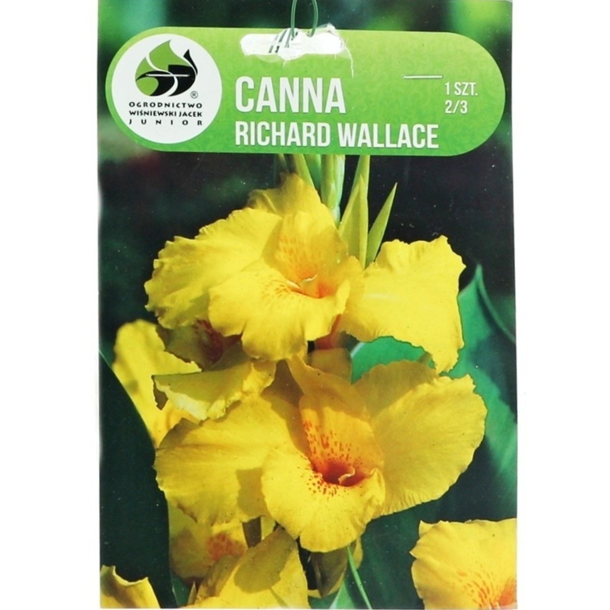 Cibuloviny - Dosna Richard Wallace 1ks