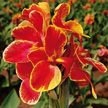 Cibuloviny - Dosna 'Rosemund Coles' 1ks