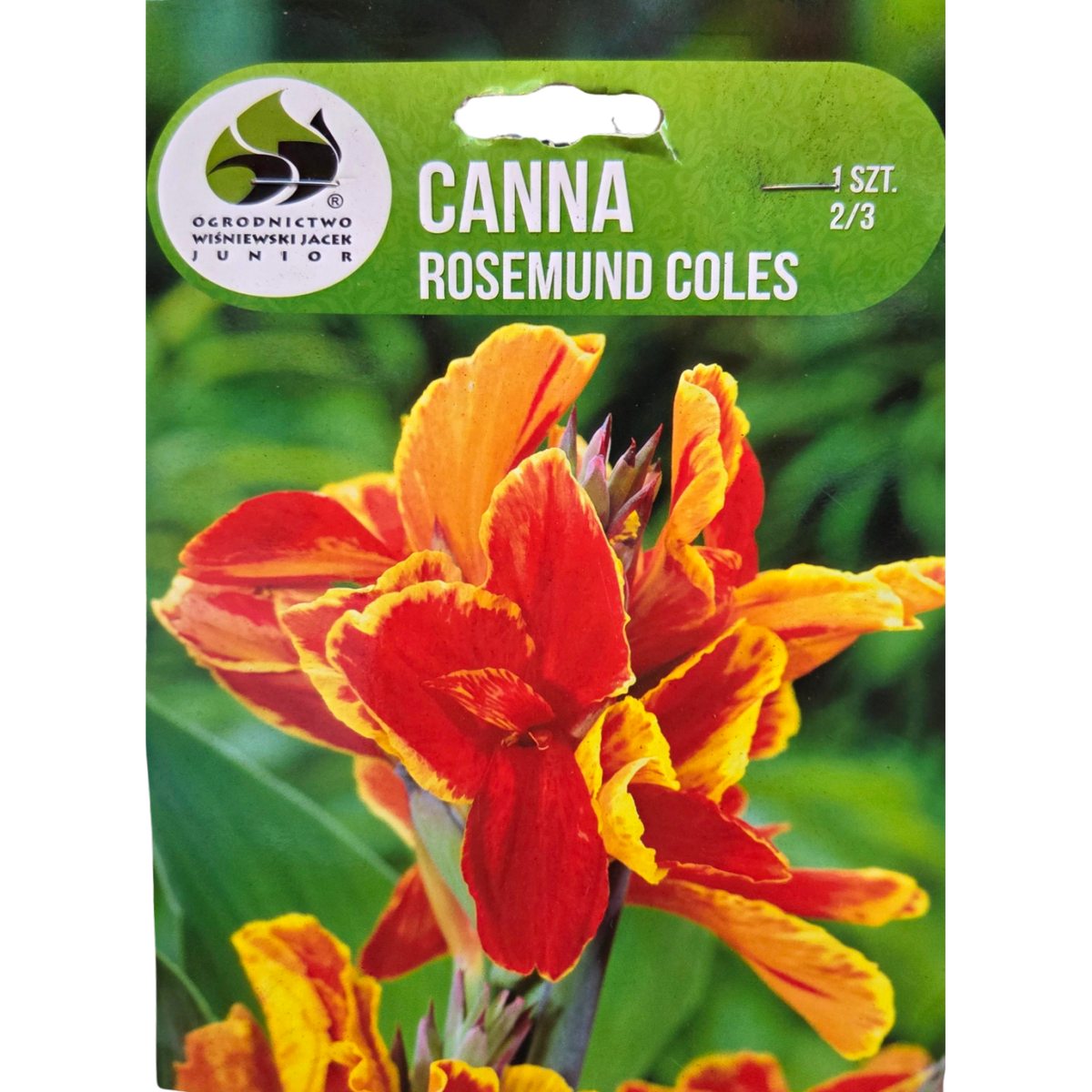 Cibuloviny - Dosna 'Rosemund Coles' 1ks